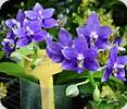 Phal. Lioulin Blue Star